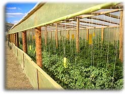 our greenhouses
